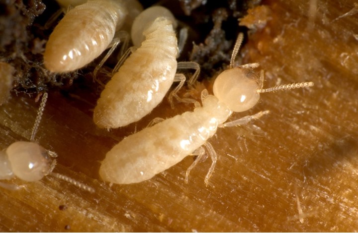 تكاثر أنواع النمل الأبيض بأعداد هائلة في فلوريدا