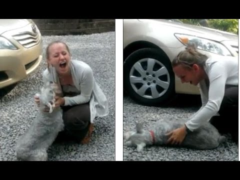 بالفيديو  ..  كلب يفقد وعيه فرحاً  عند لقاء  فتاة مرافقته بعد طول غياب 