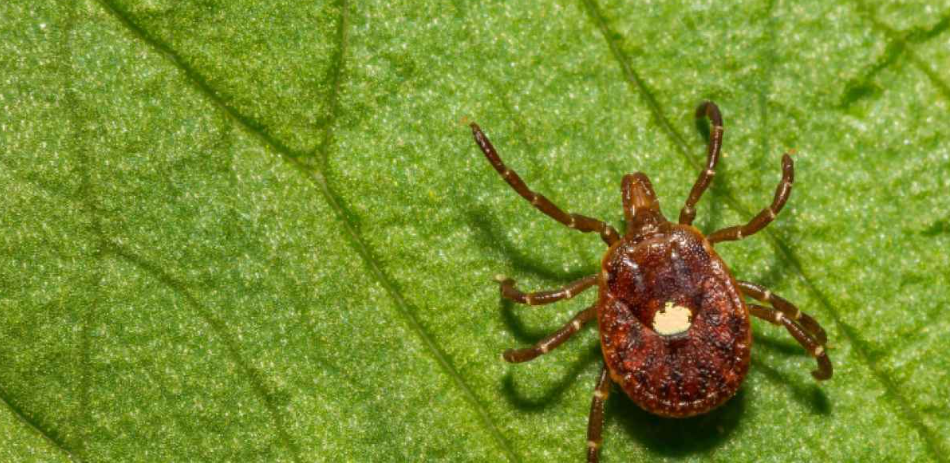 وفاة شاب بسبب "حساسية البرغر" ..  لدغة قرادة تقتل طيارًا أمريكيًا بعد أشهر من الإصابة