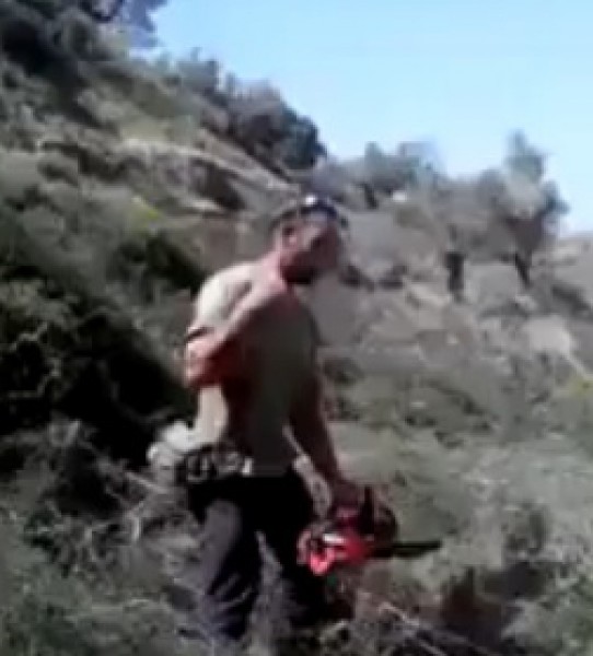بالفيديو ..  لحظة القبض على مستوطن قطع اشجار  في نابلس  