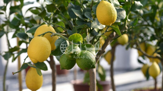 دينار و 65 قرشًا أعلى سعر لليمون في السوق المركزي