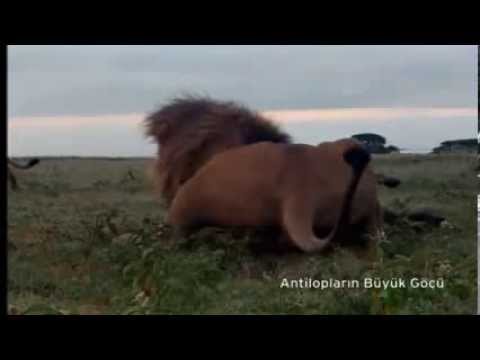 غضب الأسود على الضباع - جديد.. مثير جدا