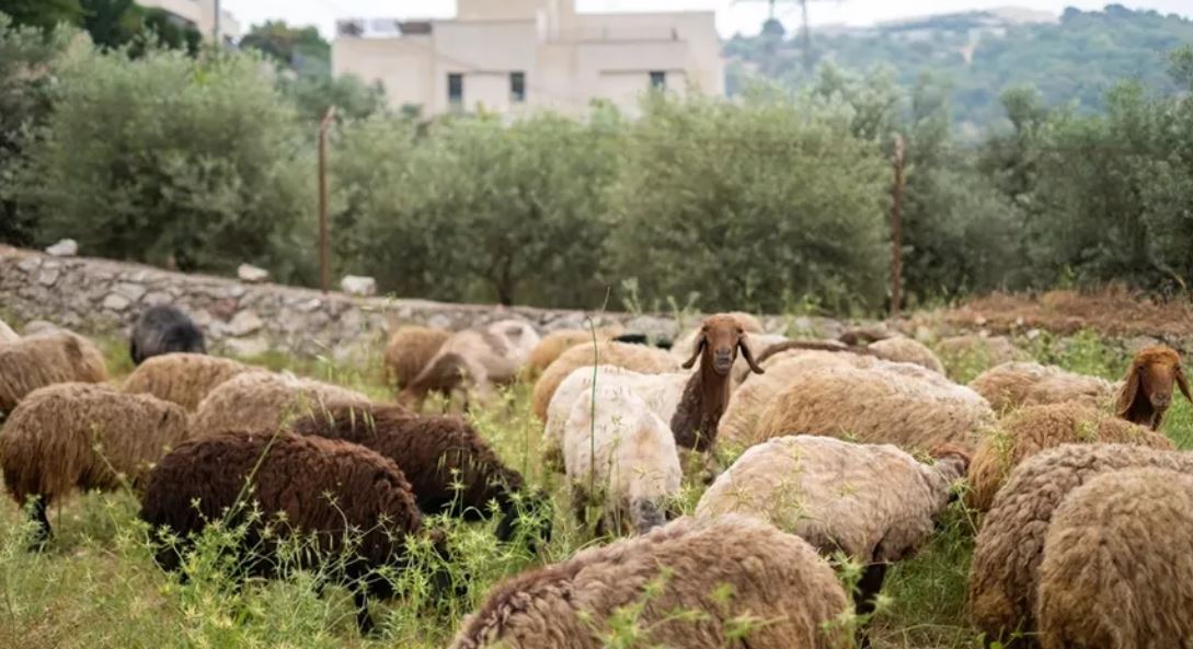 ما وراء ارتفاع أسعار اللحوم ..  أزمة أعلاف أم نقص الدعم؟