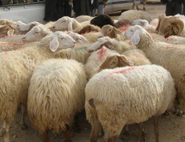 عمان : تربية المواشي بين المباني السكنية بالجويدة