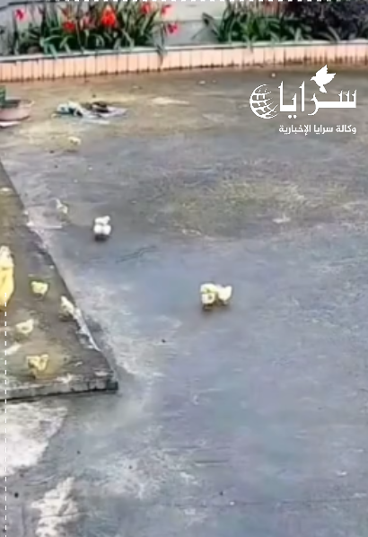 بالفيديو ..  دجاجة تتصدى بشجاعة لهجوم نسر حاول الانقضاض على صغارها