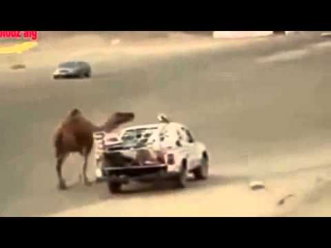 ناقة تتوسل صاحبها لمنعه من أخذ صغيرها