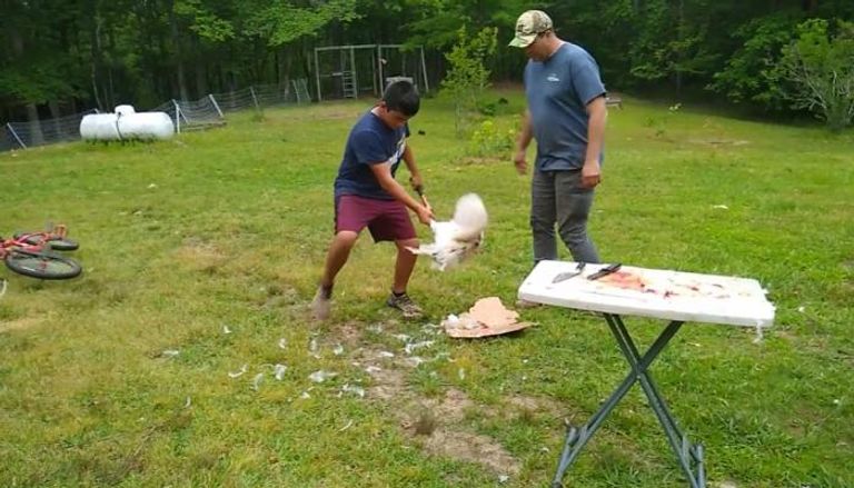 رقصة الموت الأخيرة ..  لماذا تركض الدواجن بعد قطع رؤوسها؟