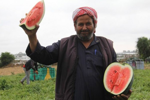 افتتاح موسم البطيخ في غزة  ..  صور