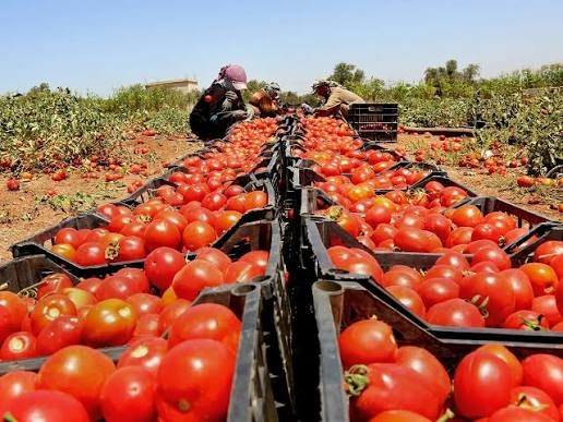 وزارة الزراعة: "الفزعات" لا تحل أزمة فائض البندورة ..  والتصنيع هو الحل