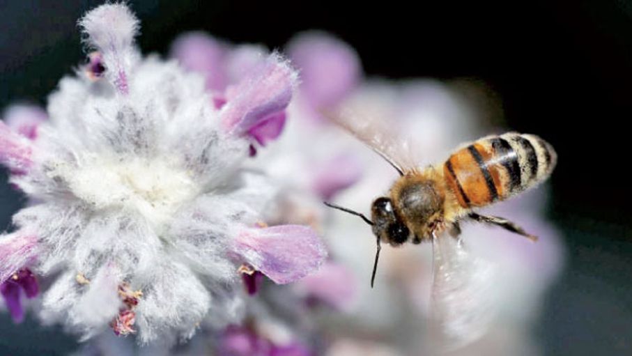 يحب الرقص ويغضب عند الجوع ..  6 حقائق قد لا تعرفها عن النحل