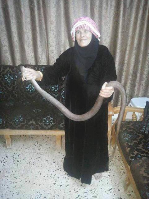 بالصور  ..  اربد : سيدة ستينية تمسك بأفعى و تفرغ السم منها وتلفها حول رقبتها في كفرسوم 