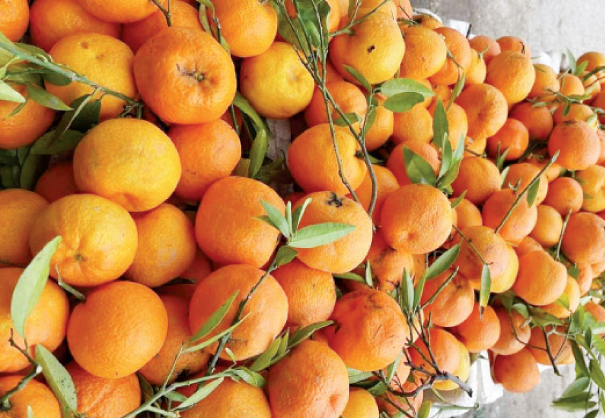 تصنيع العصائر والعطور ..  باب رزق لفتيات الغور