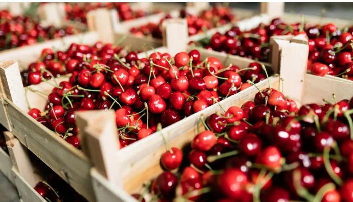 من تحسين النوم لدعم المفاصل ..  تعرف على كنز الكرز الصحي