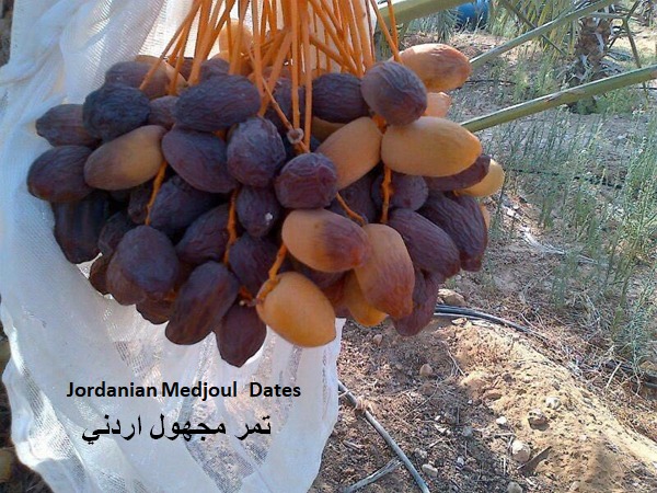 جمعية التمور: محاولات متكررة لتشويه صورة المنتج الأردني مع بداية كل موسم رمضاني
