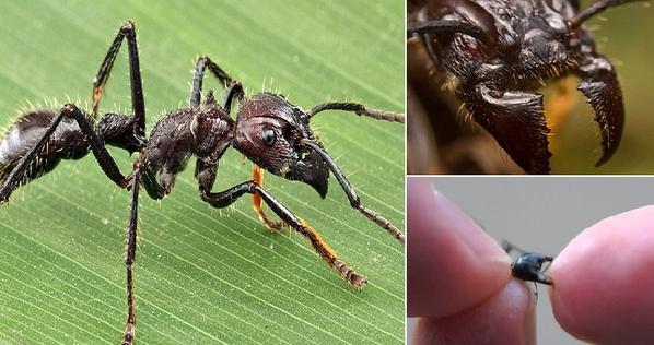 "النملة الرصاصة" ..  صاحبة أكثر لدغات الحشرات ألماً في العالم