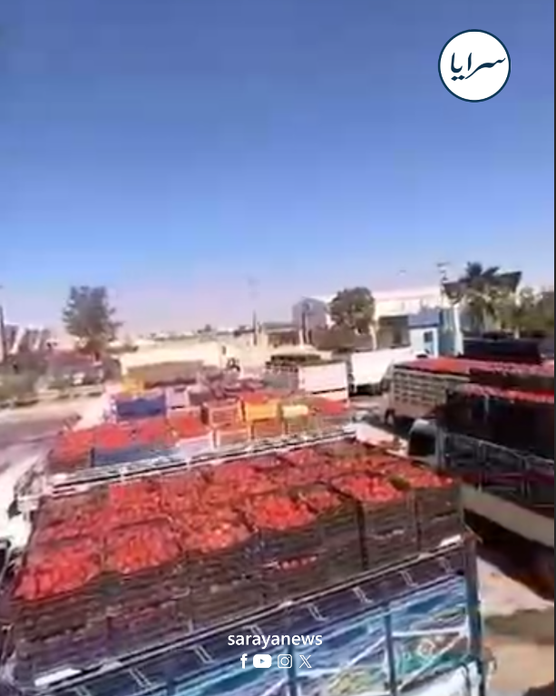 أزمة تسويقية تهدد المزارعين في المفرق بسبب رفض مصنع استلام محصول البندورة  ..  فيديو 