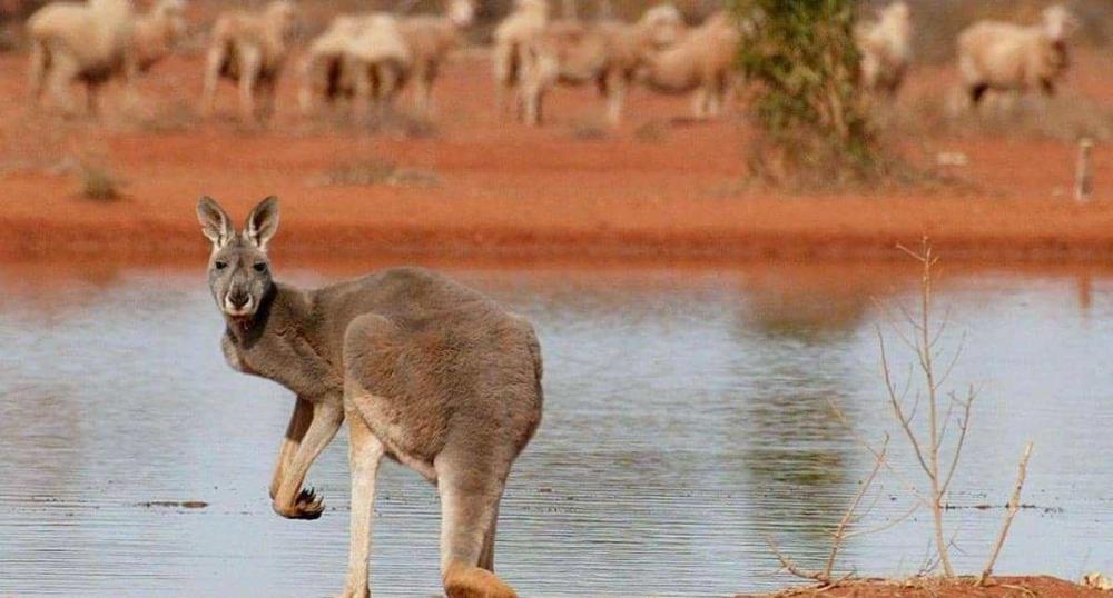 مذبحة كنغر وحشية في أستراليا ..  والسفاح طليق