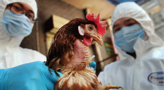 هولندا تتخلص من 161 ألف دجاجة بعد اكتشاف إصابات بإنفلونزا الطيور 