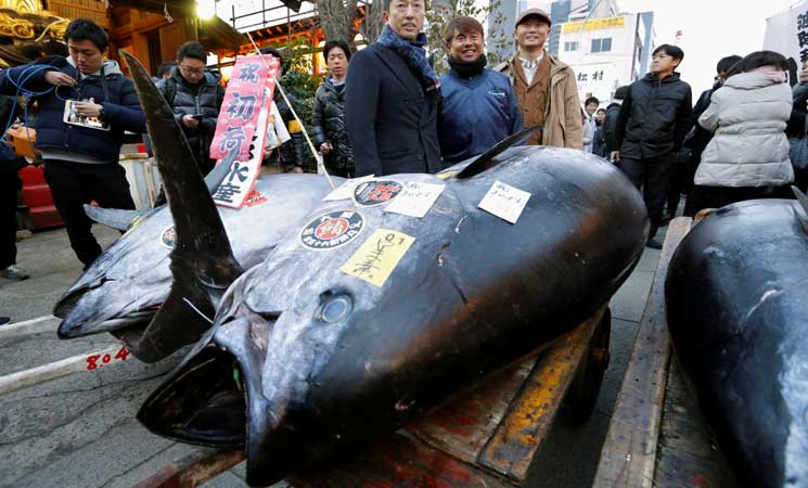 بيع سمكة تونة ضخمة في اليابان مقابل أكثر من 36 مليون ين