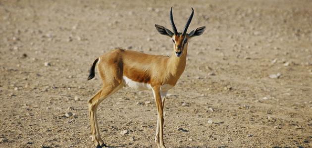 تفسير حلم الغزال في المنام وعلاقته بالسعادة والرزق الكثير