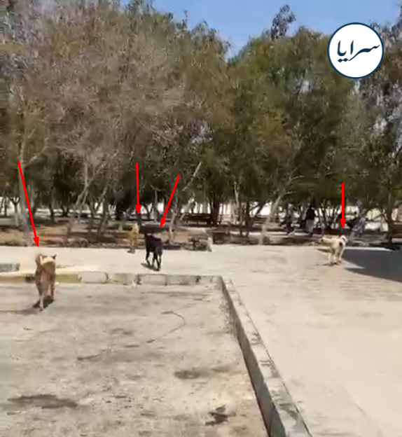 بالفيديو ..  كلاب ضالة "تسرح وتمرح" بين طلبة جامعة آل البيت 