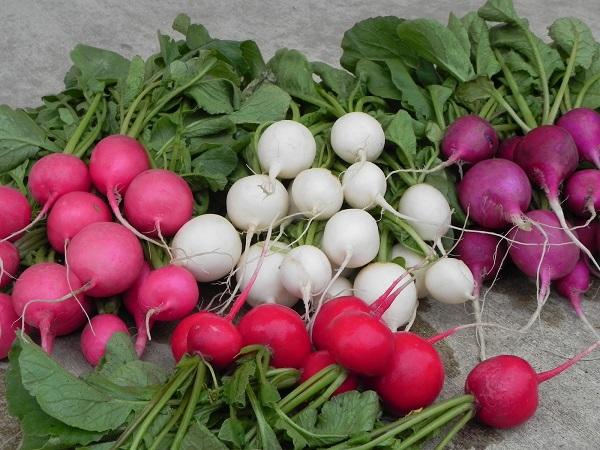 يقي من مرض السكر .. فوائد صحية لـ الفجل