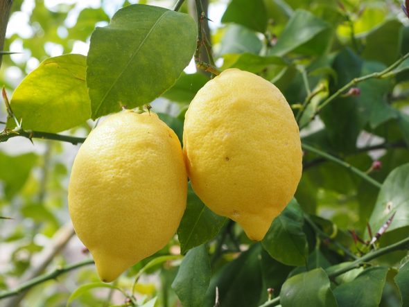 تفسير حلم رؤية شجر الليمون وثمارها في المنام لابن سيرين