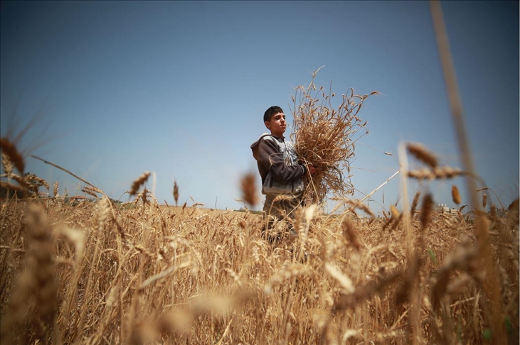 افتتاح موسم القمح في قطاع غزة