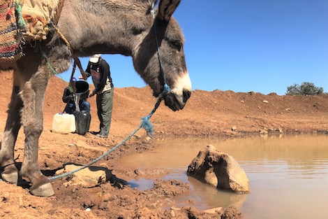 نائب سابق يسكن عمان "ضاق ذرعاً" بانقطاع المياه عن منزله فقرر جلب المياه بالـ"حمار و الجركن"  ..  تفاصيل