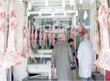 جمجوم يحذر من استمرار فتح باب استيراد بيض المائدة