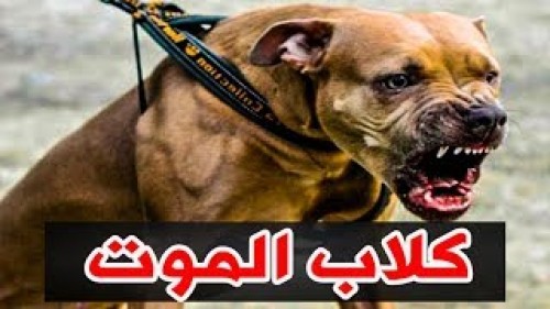 بالفيديو .. 10 كلاب اذا رأيتهم فأعلم انك ميت !