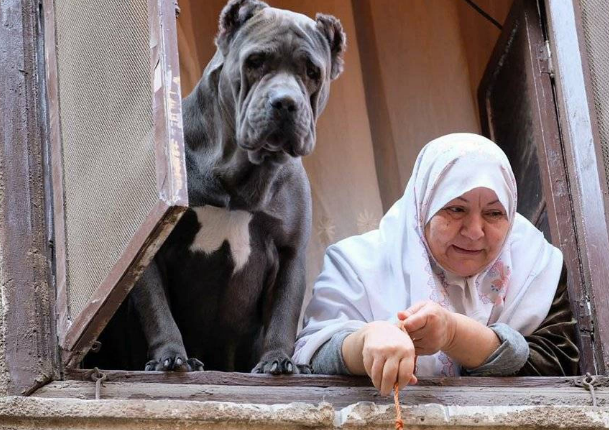 بالفيديو والصور .. "السيدة والكلب" ..  قصة صورة أشعلت السوشيال ميديا