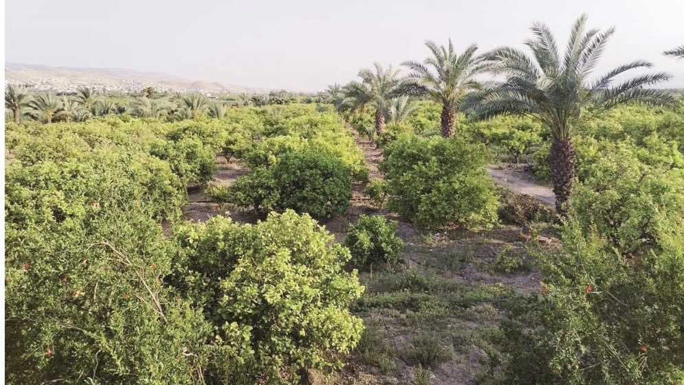 الغور الشمالي ..  أسمدة ومبيدات "غير موثوقة" تهدد المحاصيل بالتملح وتقلق المزارعين