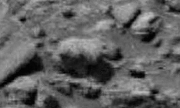 بالصور: دب يسير على سطح المريخ!