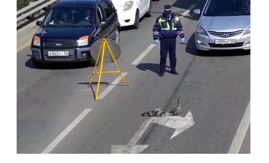 بالفيديو ..  الشرطة توقف حركة السيارات من أجل عبور طيور البط في روسيا
