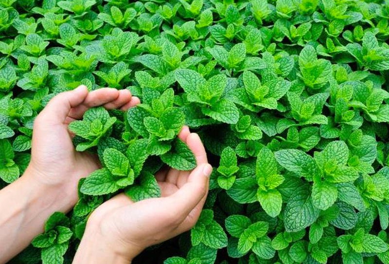 النعناع لـ علاج الصداع سريعاً