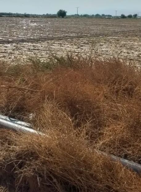 وزير الزراعة: الحكومة حريصة على تقديم الدعم للمزارعين المتضررين جراء السيول