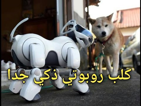 بالفيديو  ..  كلب روبوتي ذكي يقوم بأعمالك المنزلية بـ90 دقيقة