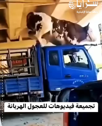 بالفيديو ..  أغرب طريقة لهروب العجول في العيد 