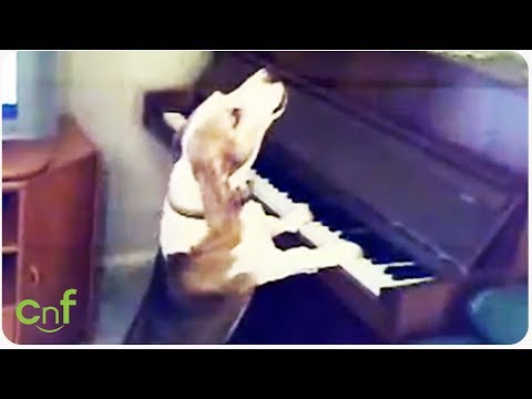 بالفيديو  ..  كلب يغني ويهوى الموسيقى 