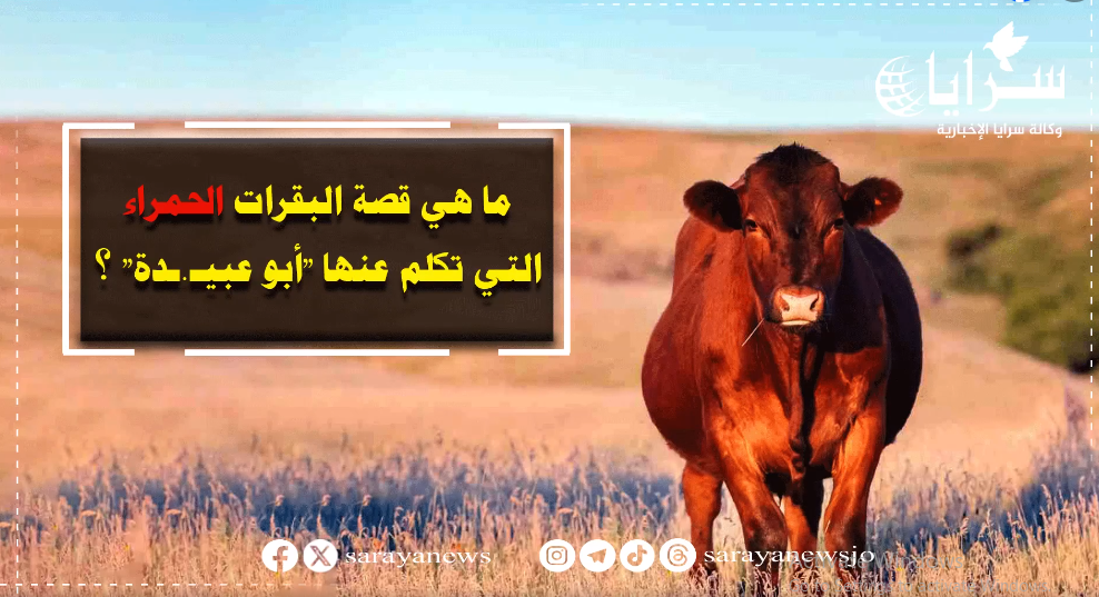  "حمى النبوءات اليهـودية"  ..  ما هي قصة البقرات الحمراء؟ - فيديو 