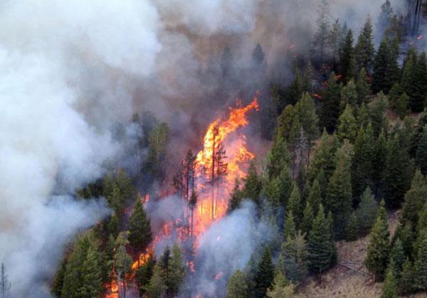 إخماد حريق أتى على 150 دونماً من الأشجار الحرجية بالكورة