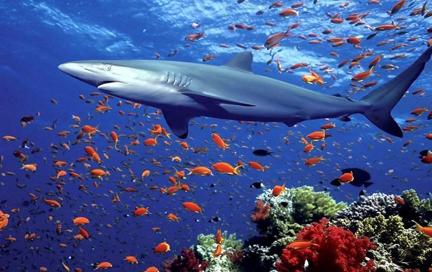 أضخم أسماك العالم ..  السفن التجارية أكبر خطر يهدد أسماك قرش الحوت