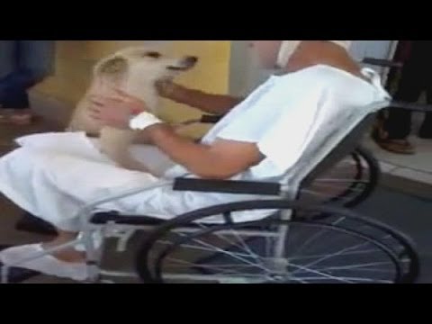 بالفيديو: كلب ينتظر صديقه 8 أيام على باب المستشفى