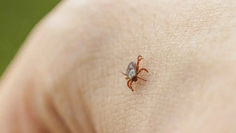  بسبب «حكة» عفوية ..  حشرة صغيرة تنهي حياة رجل في تركيا