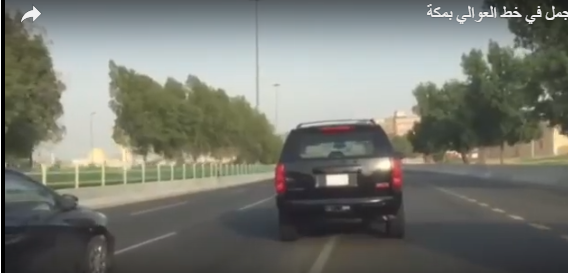 بالفيديو: سباق ماراثوني بين جمل سائب وسيارات بمكة