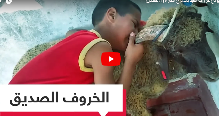 فيديو لطفل يودع خروف العيد بالدموع الحارة والأحضان