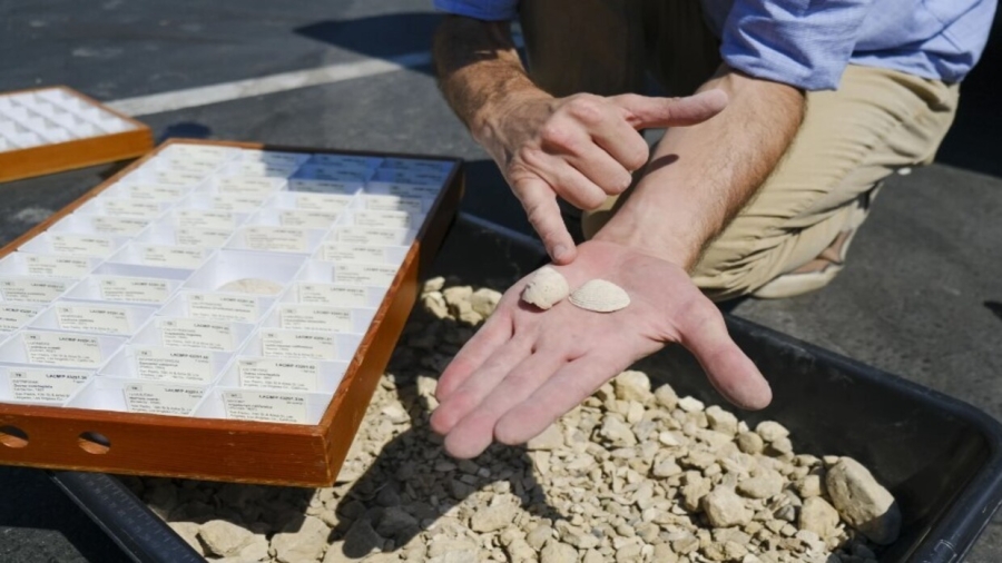 اكتشاف "كنز" يعود إلى 9 ملايين سنة تحت مدرسة في لوس أنجلوس