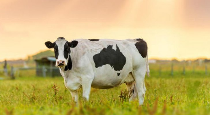 وزارة الزراعة توضح حول فتح باب استيراد الأبقار  .. "تفاصيل"