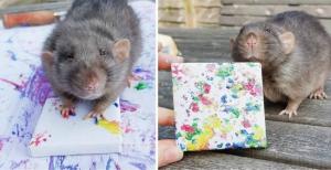 فنانة تعلم الفئران الرسم وتبيع التصاميم